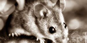 Il Topolino di Ernest Hemingway