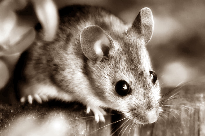 Il Topolino di Ernest Hemingway